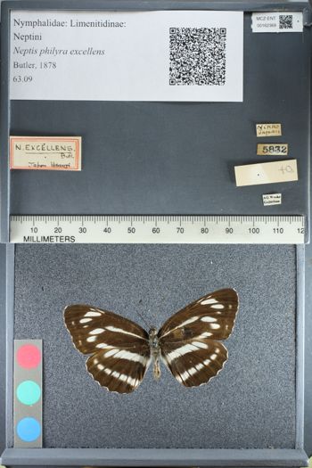 Media type: image;   Entomology 162369